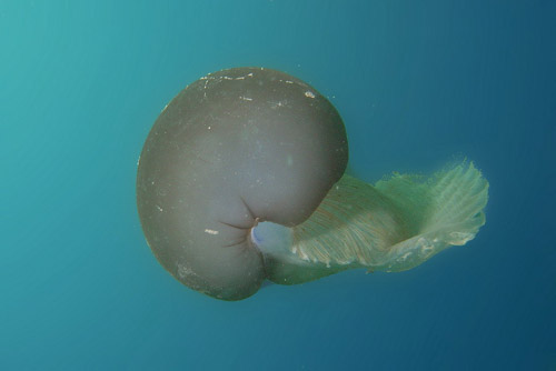 Strano animale da identificare (Cotylorhiza tuberculata)